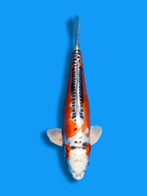 Doitsu Kujaku | Koi&Co.